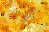 Polished Colombian Copal ( g) - Contains Insects & Leaf! #364300-1